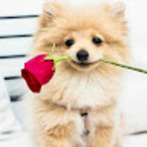 Meet your Posher, Daniela